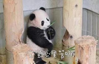 比熊猫更不擅长恋爱的我们,揭秘现代人的爱情困境